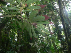 Columnea medicinalis