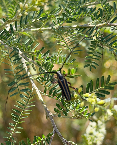 Double-banded Bycid