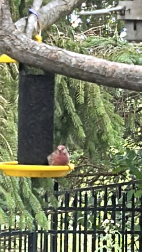 House Finch