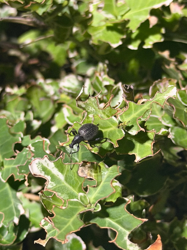 Black Vine Weevil