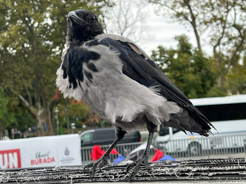 Hooded Crow