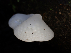 Favolaschia pustulosa