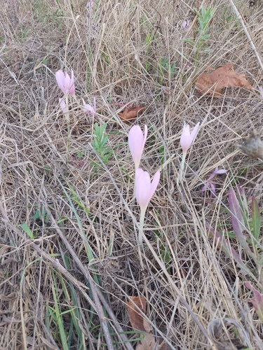 Autumn Crocus