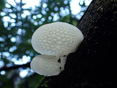 Favolaschia pustulosa