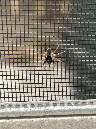 Half-edged Wall Jumping Spider