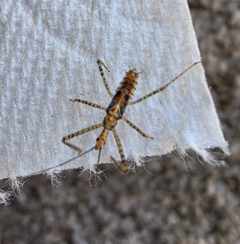Leafhopper Assassin Bug