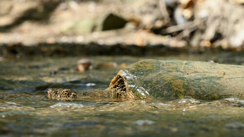 Common Snapping Turtle
