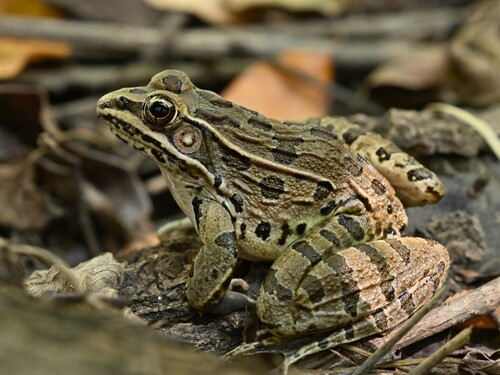 Plains Leopard Frog