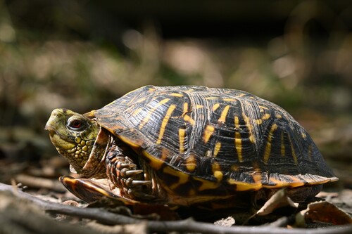 Ornate Box Turtle