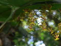 Oncidium klotzscheanum