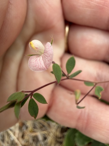 Acmispon americanus