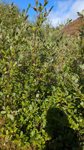 Salix myrsinifolia