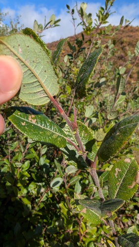 Salix myrsinifolia, photograph 2