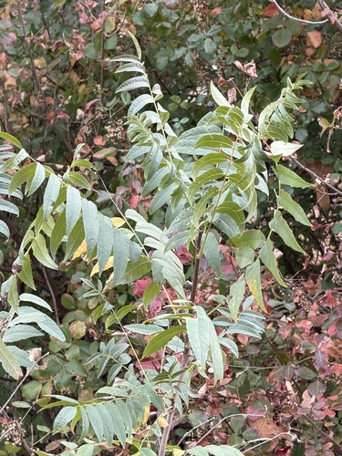 Juglans hindsii
