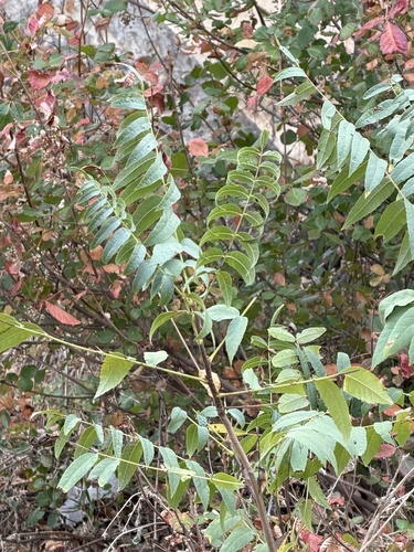 Juglans hindsii, photograph 2