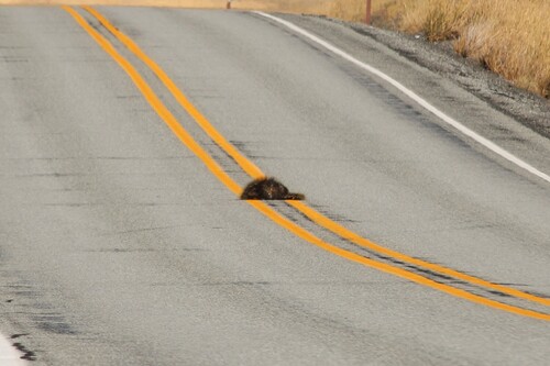 North American Porcupine