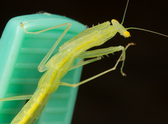 Sinomantis denticulata