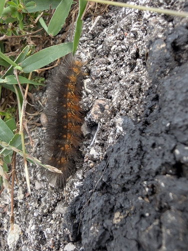 Salt Marsh Moth