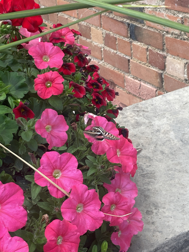 White-lined Sphinx