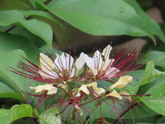 Crateva adansonii formosensis