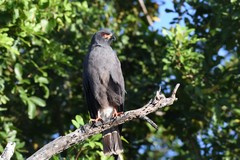 Rostrhamus sociabilis plumbeus
