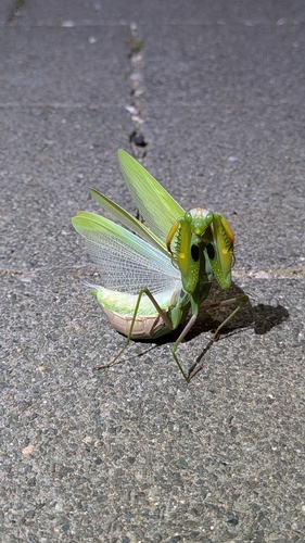 European Mantis