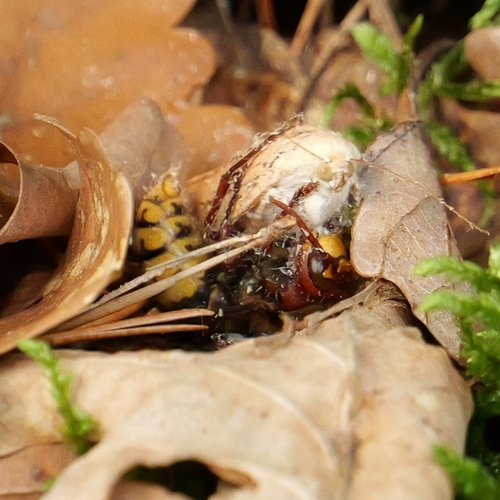 European Hornet