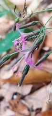 Prenanthes purpurea