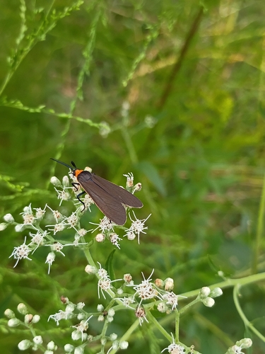 Yellow-collared Scape Moth