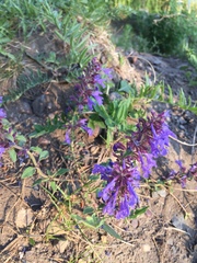 Dracocephalum nutans