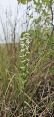 Great Plains Ladies' Tresses