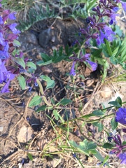 Dracocephalum nutans
