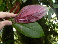 Columnea ciliata