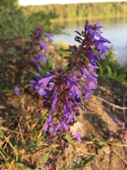 Dracocephalum nutans