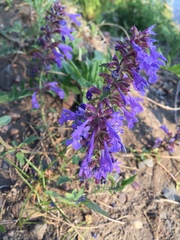 Dracocephalum nutans