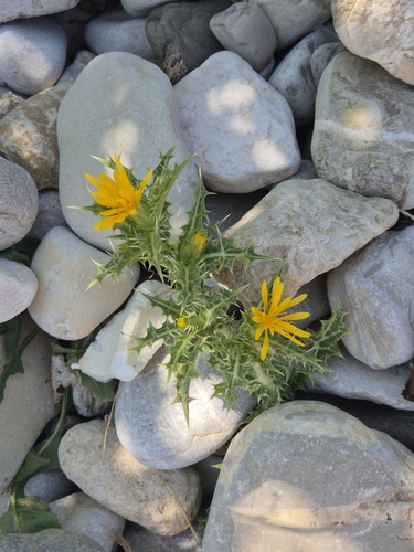 Scolymus hispanicus, photograph 1