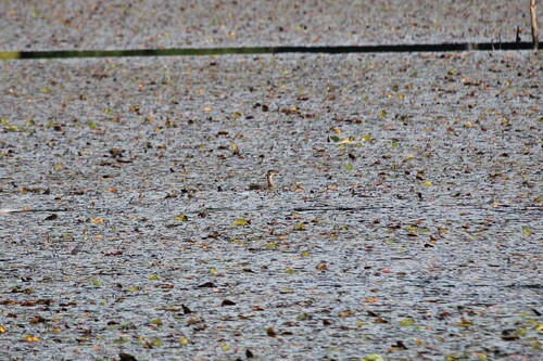 Pied-billed Grebe