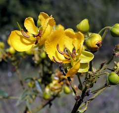 Senna petersiana