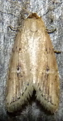 Acrapex relicta