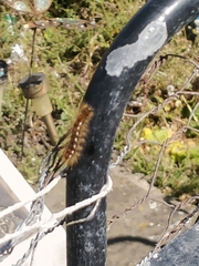 Euproctis chrysorrhoea