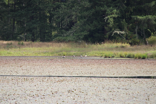 Canada Goose