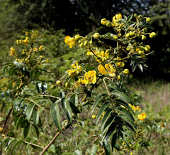 Senna petersiana
