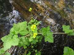 Chrysosplenium serreanum