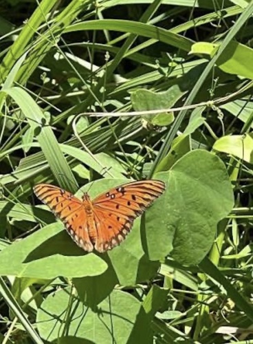 Gulf Fritillary