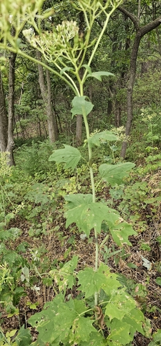 pale Indian plantain