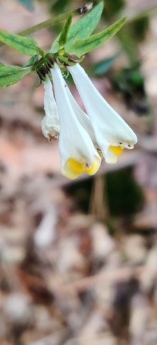 Melampyrum pratense, photograph 1