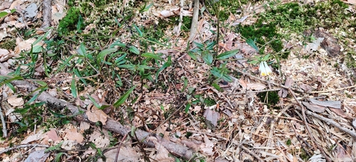 Melampyrum pratense, photograph 2