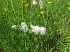Eriophorum angustifolium, photograph (c) zebedeugalinha, some rights reserved (CC BY)