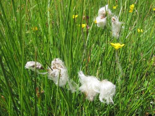Eriophorum angustifolium, photograph 4