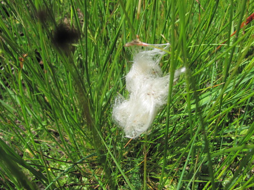Eriophorum angustifolium, photograph 3